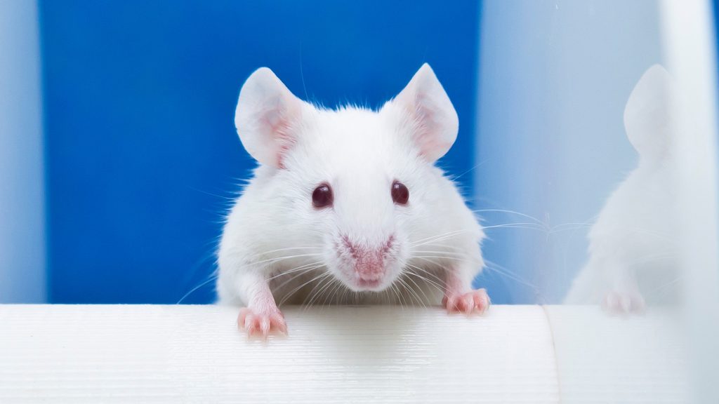 Une image d'un rat aux organes génitaux surdimensionnés, créée par IA, a été publiée dans un article scientifique, avec la légende 'dck'. - Gamerush